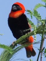 Southern Red Bishop Southern Red Bishop